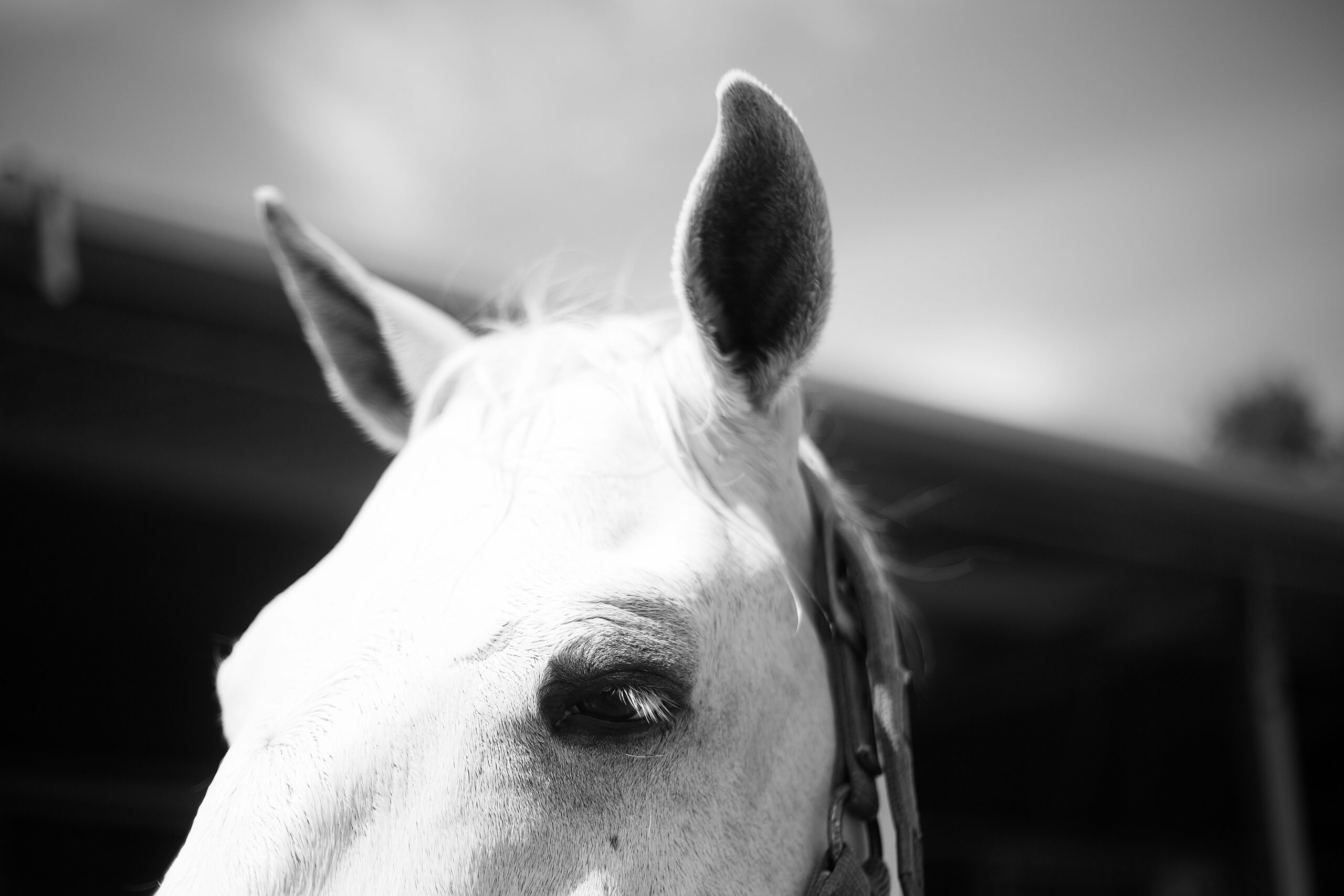 LerchPartner.ch CSI *** HumlikonLerchPartner.ch CSI *** Humlikon, http://www.lerchpartner.ch, https://cshumlikon.ch, https://www.facebook.com/csihumlikon/